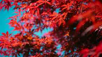 System76 推出 16" Linux 移动工作站 Serval WS，至高 290HX Plus