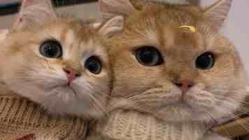 公安机关依法严厉打击破坏生态环境犯罪